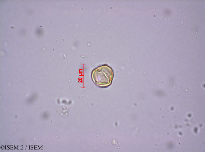 ISEM 2/Geissoloma_marginata_20846/Geissoloma_marginata_20846_0001(copy)_thumb.jpg
